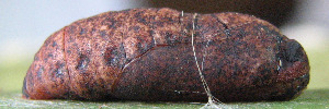 Pupae